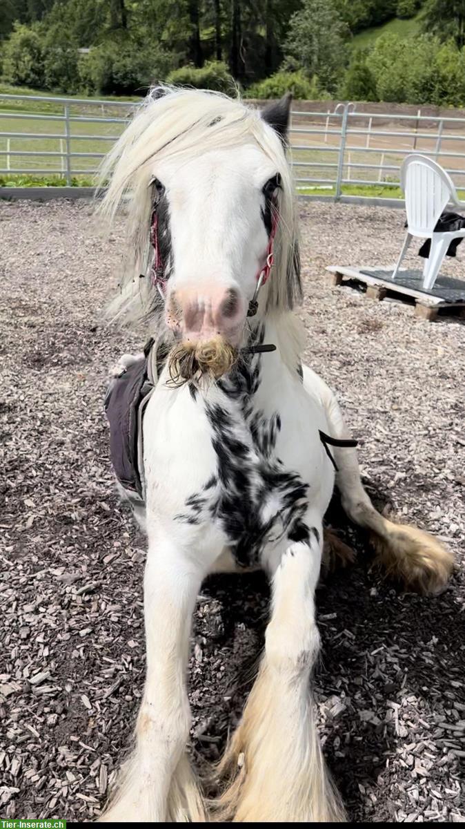 Bild 3: Reitbeteiligung / Pflegepferd für Tinker Mix Stute, Münstertal GR