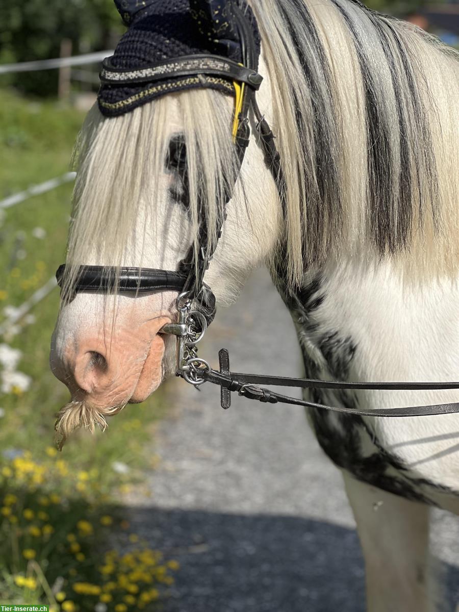 Bild 4: Reitbeteiligung / Pflegepferd für Tinker Mix Stute, Münstertal GR