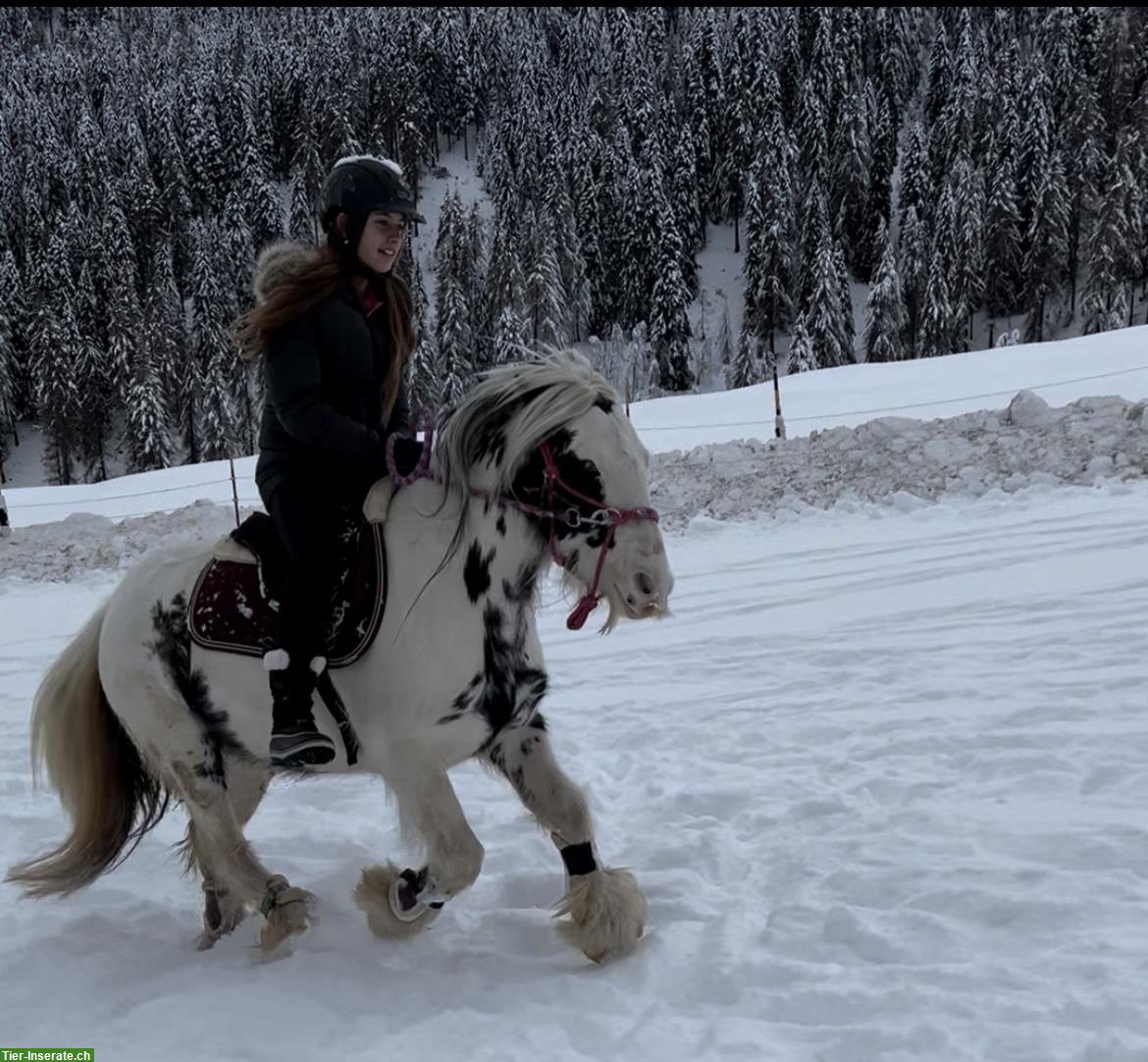 Bild 5: Reitbeteiligung / Pflegepferd für Tinker Mix Stute, Münstertal GR