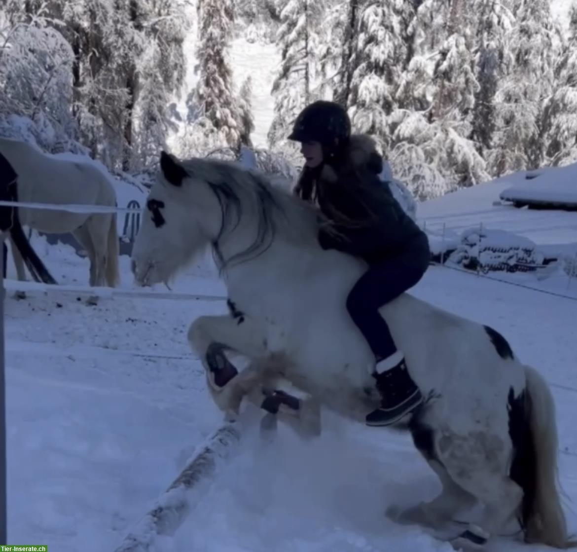 Bild 6: Reitbeteiligung / Pflegepferd für Tinker Mix Stute, Münstertal GR
