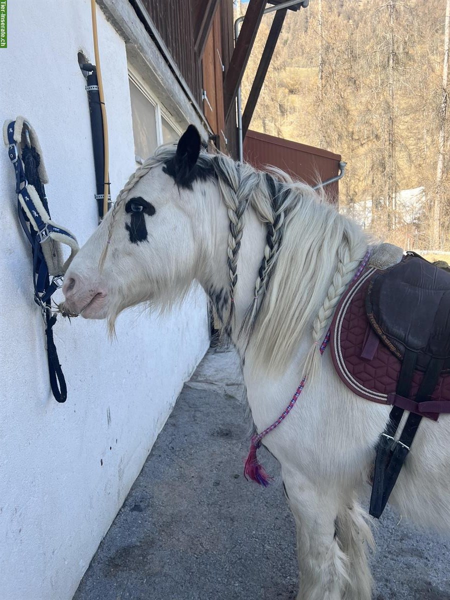 Bild 8: Reitbeteiligung / Pflegepferd für Tinker Mix Stute, Münstertal GR