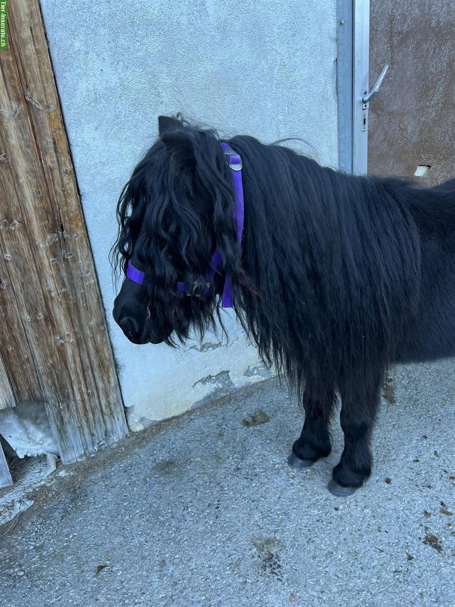 Bild 9: Reitbeteiligung / Pflegepferd für Tinker Mix Stute, Münstertal GR