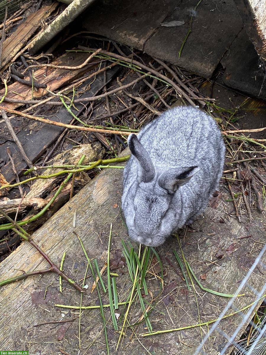 Etwa 5-jähriges Kaninchen GESUCHT