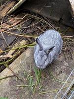 Etwa 5-jähriges Kaninchen GESUCHT