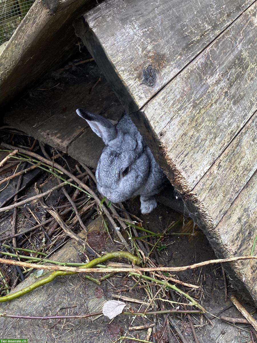 Bild 2: Etwa 5-jähriges Kaninchen GESUCHT