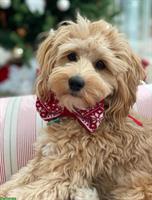 Bezaubernde Cockerdoodles, nicht haarende Hunde