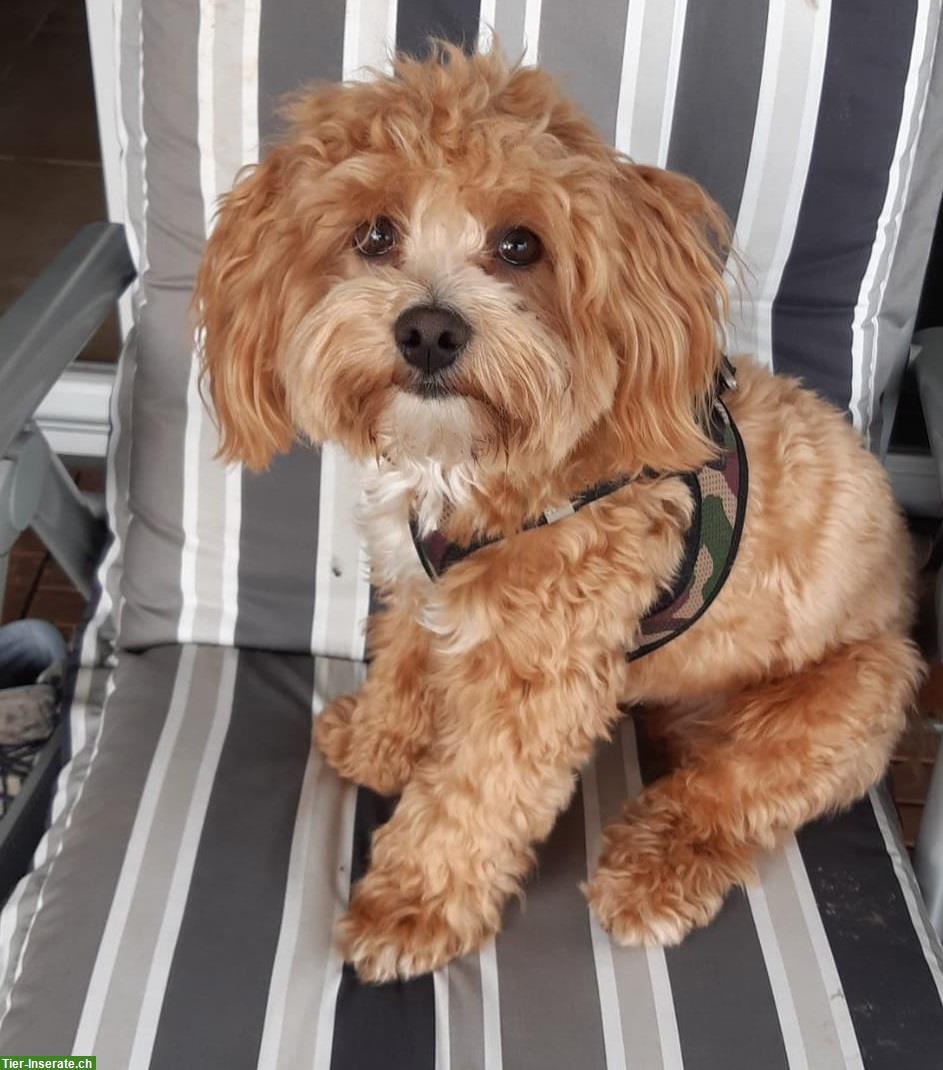 Bild 3: Bezaubernde Cockerdoodle / Poo's