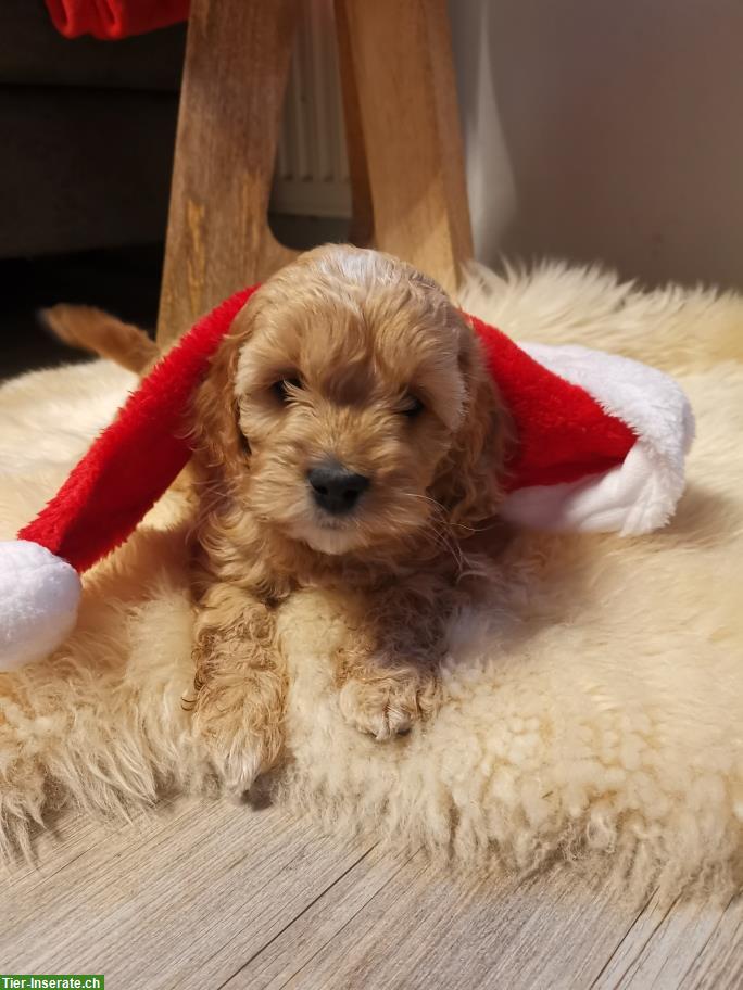 Bild 4: Bezaubernde Cockerdoodle / Poo's