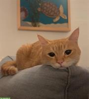 Junge rote Katze, 2-jährig