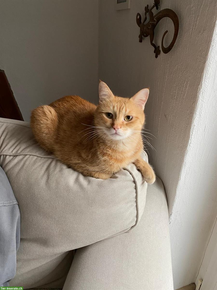 Bild 3: Schuka weiblich 2-jährig