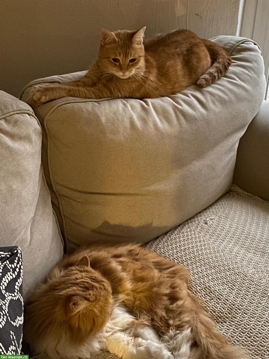 Bild 4: Schuka weiblich 2-jährig