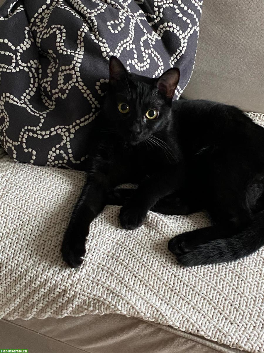 Schwarze Katze, Weibchen 7 Monate alt