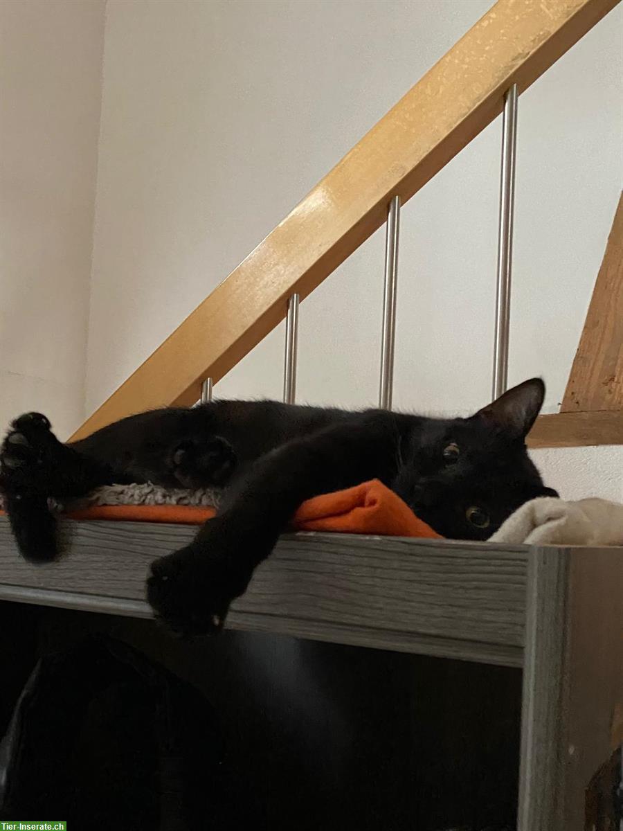 Bild 2: Schwarze Katze, Weibchen 7 Monate alt