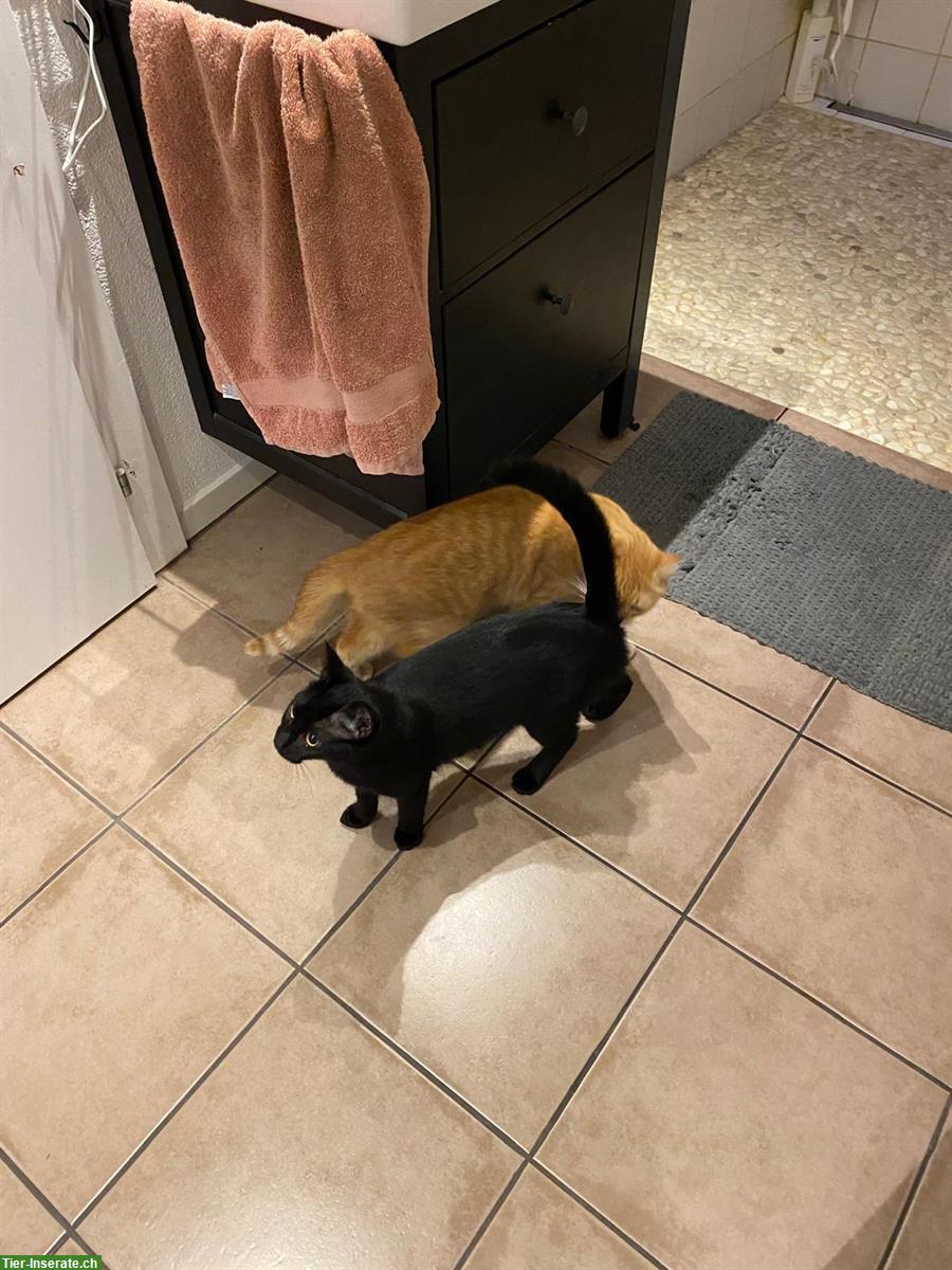 Bild 3: Schwarze Katze, Weibchen 7 Monate alt