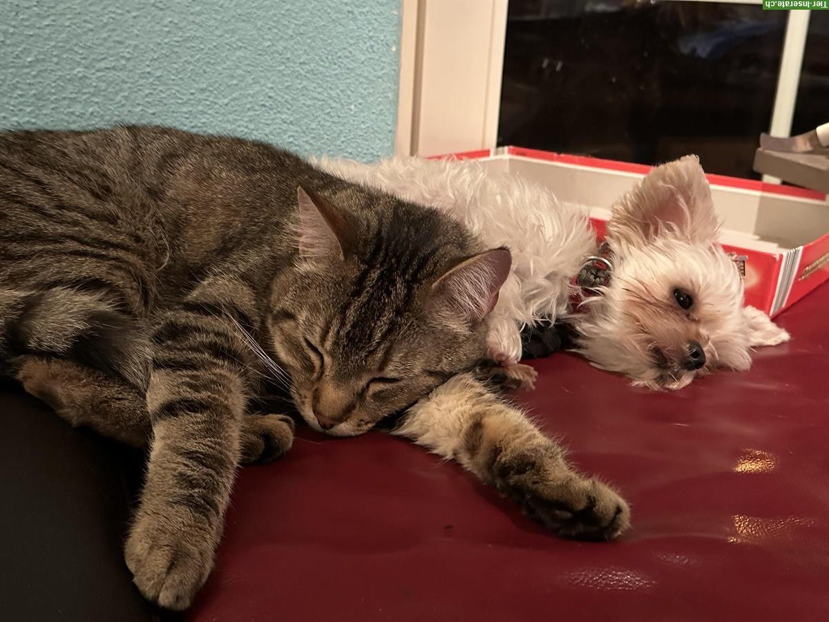 Kater Garfield, Tigerkatze sucht einen neuen Platz