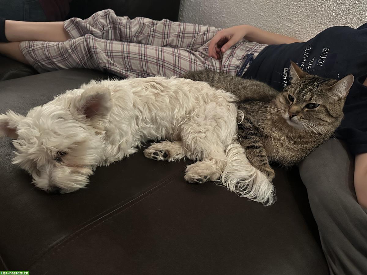 Bild 2: Kater Garfield, Tigerkatze sucht einen neuen Platz