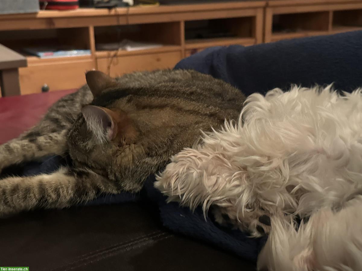 Bild 3: Kater Garfield, Tigerkatze sucht einen neuen Platz