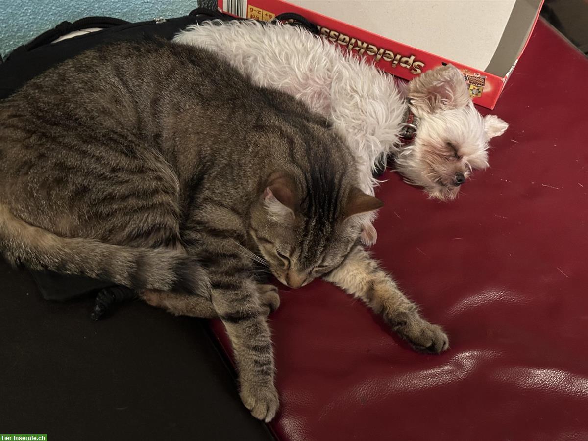 Bild 4: Kater Garfield, Tigerkatze sucht einen neuen Platz