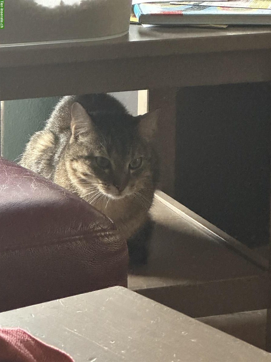 Bild 5: Kater Garfield, Tigerkatze sucht einen neuen Platz