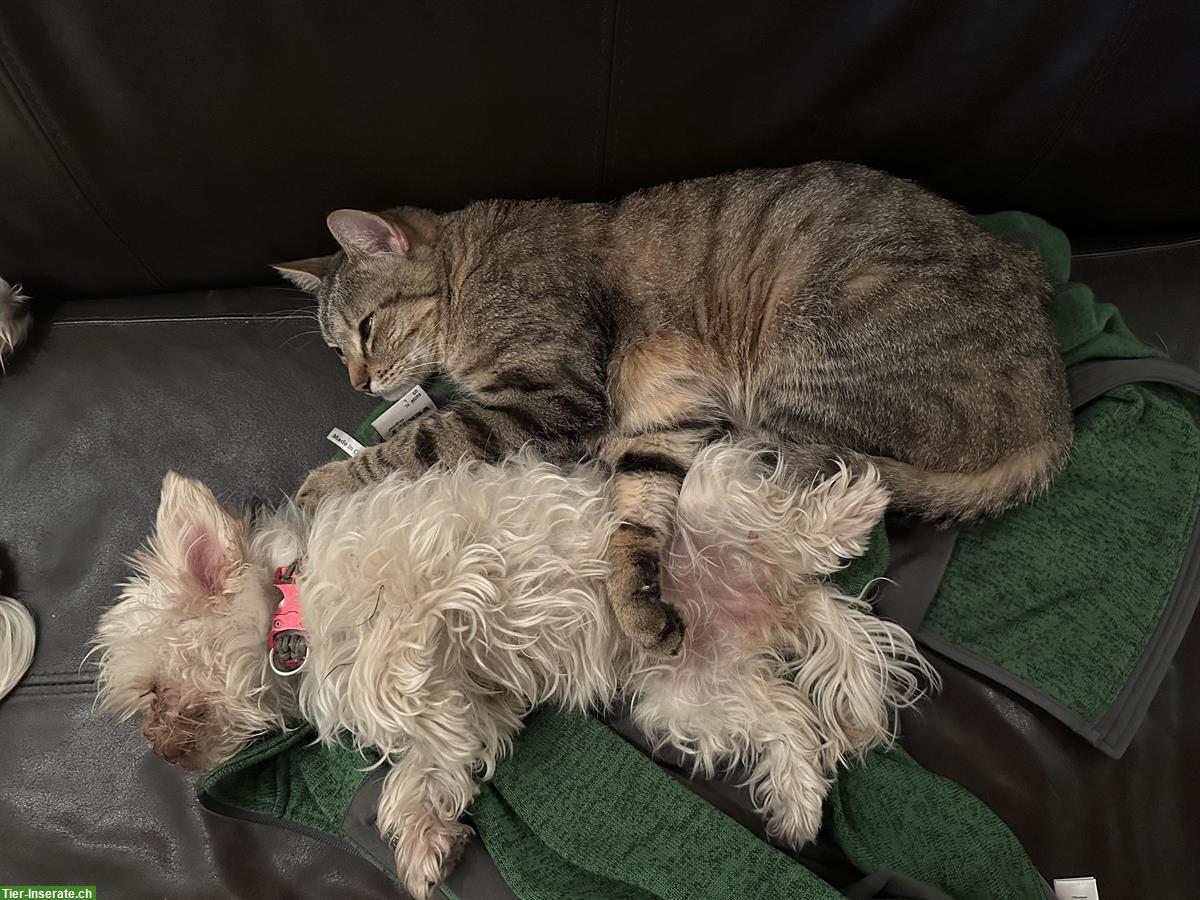 Bild 6: Kater Garfield, Tigerkatze sucht einen neuen Platz