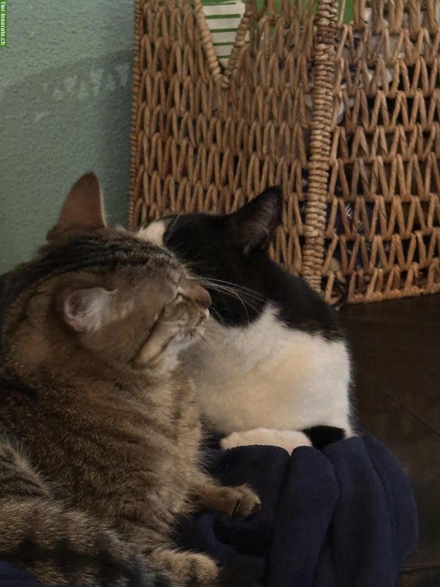 Bild 7: Kater Garfield, Tigerkatze sucht einen neuen Platz