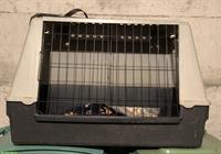 Hundebox aus Kunststoff mit Schiebetüren