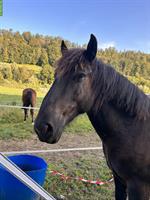 Noriker Wallach, Herzenspferd sucht liebevolles Zuhause