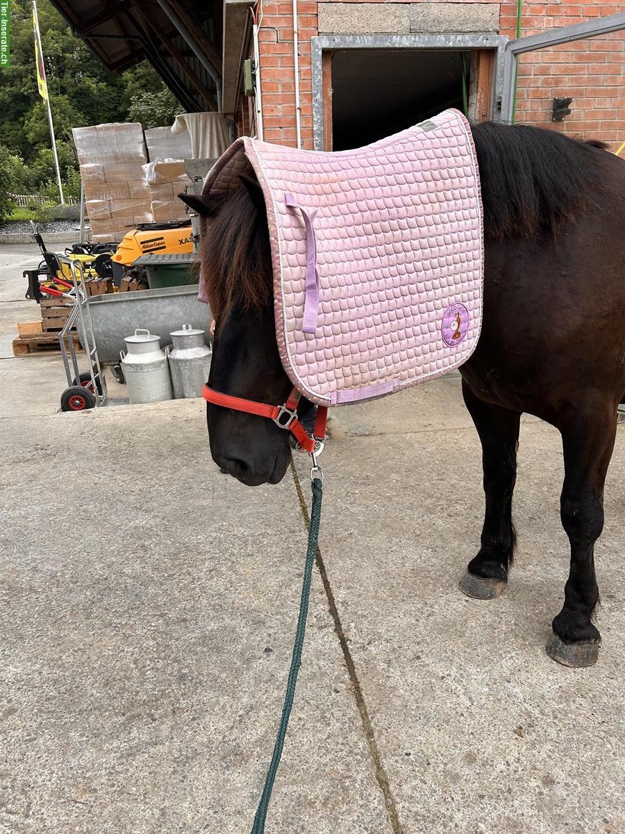 Bild 2: Noriker Wallach, Herzenspferd sucht liebevolles Zuhause