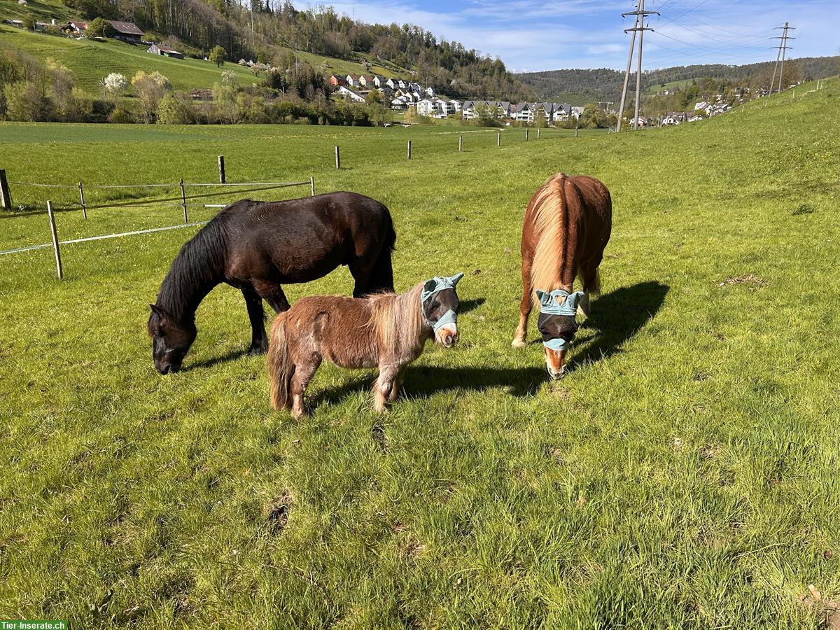 Bild 3: Noriker Wallach, Herzenspferd sucht liebevolles Zuhause