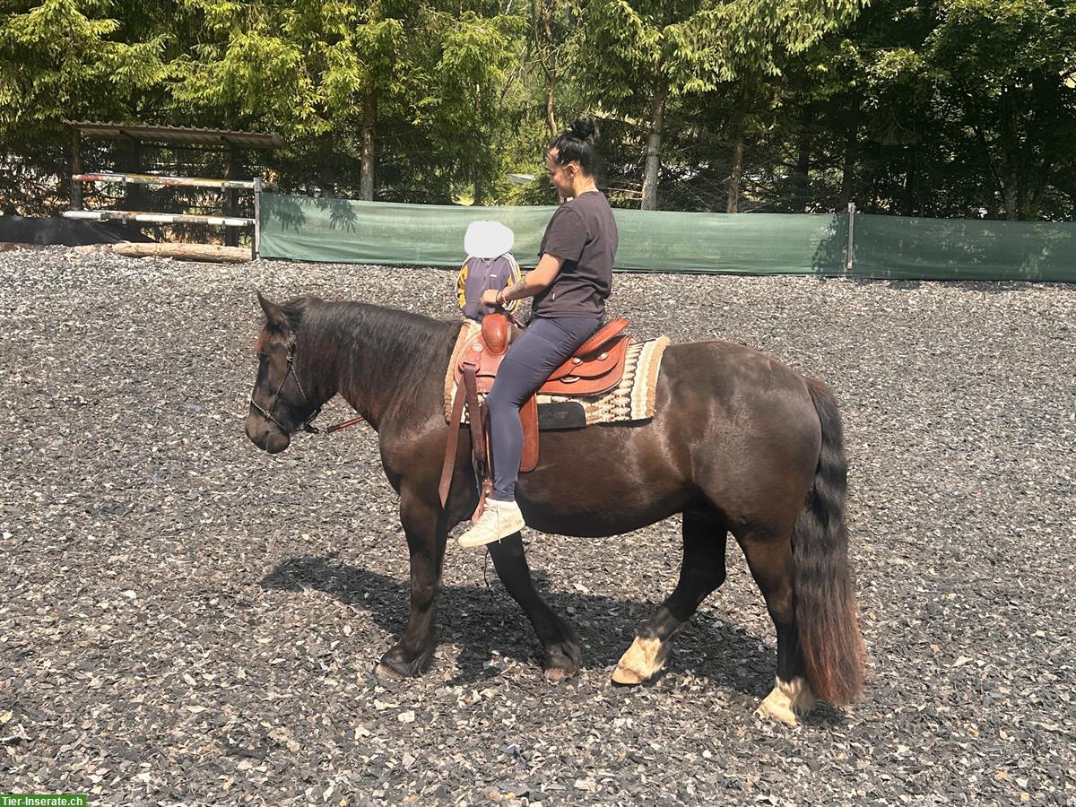 Bild 4: Noriker Wallach, Herzenspferd sucht liebevolles Zuhause