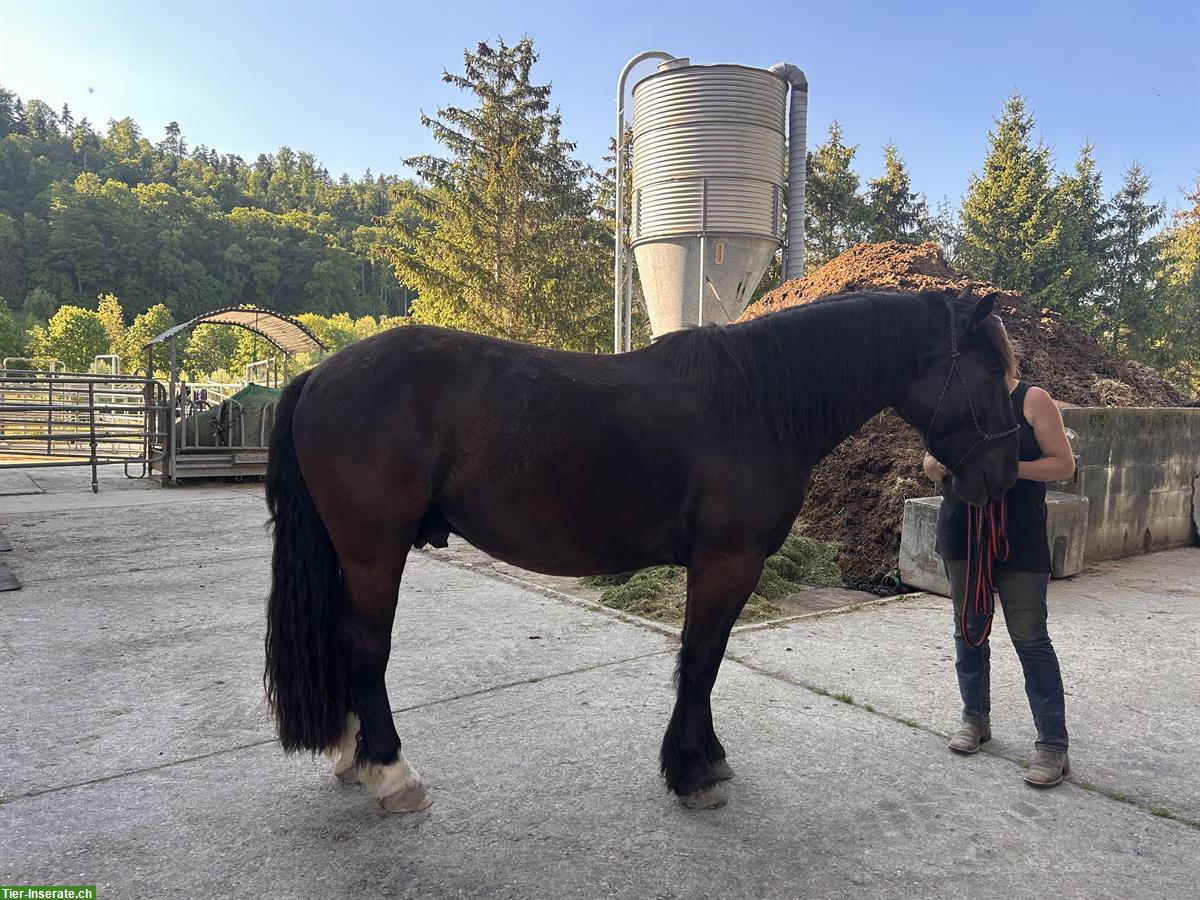 Bild 5: Noriker Wallach, Herzenspferd sucht liebevolles Zuhause