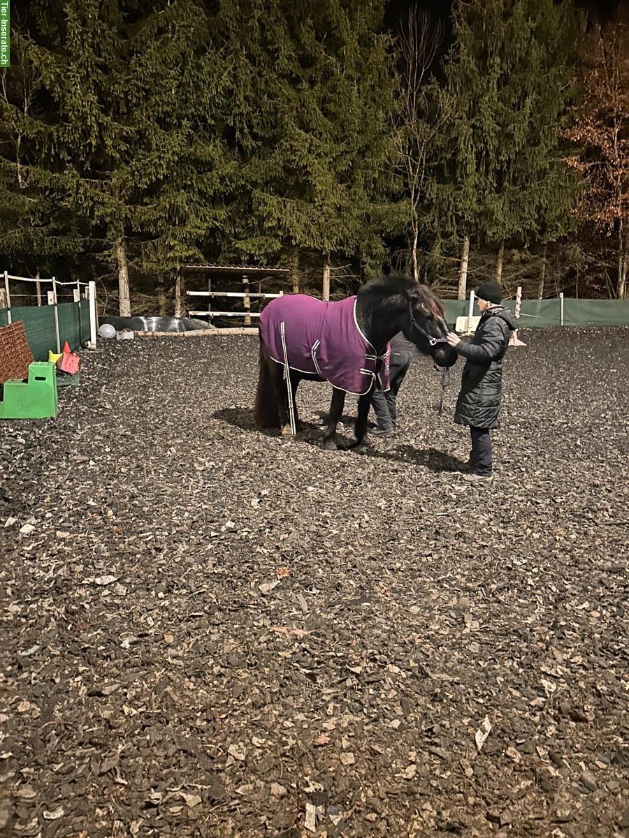 Bild 6: Noriker Wallach, Herzenspferd sucht liebevolles Zuhause