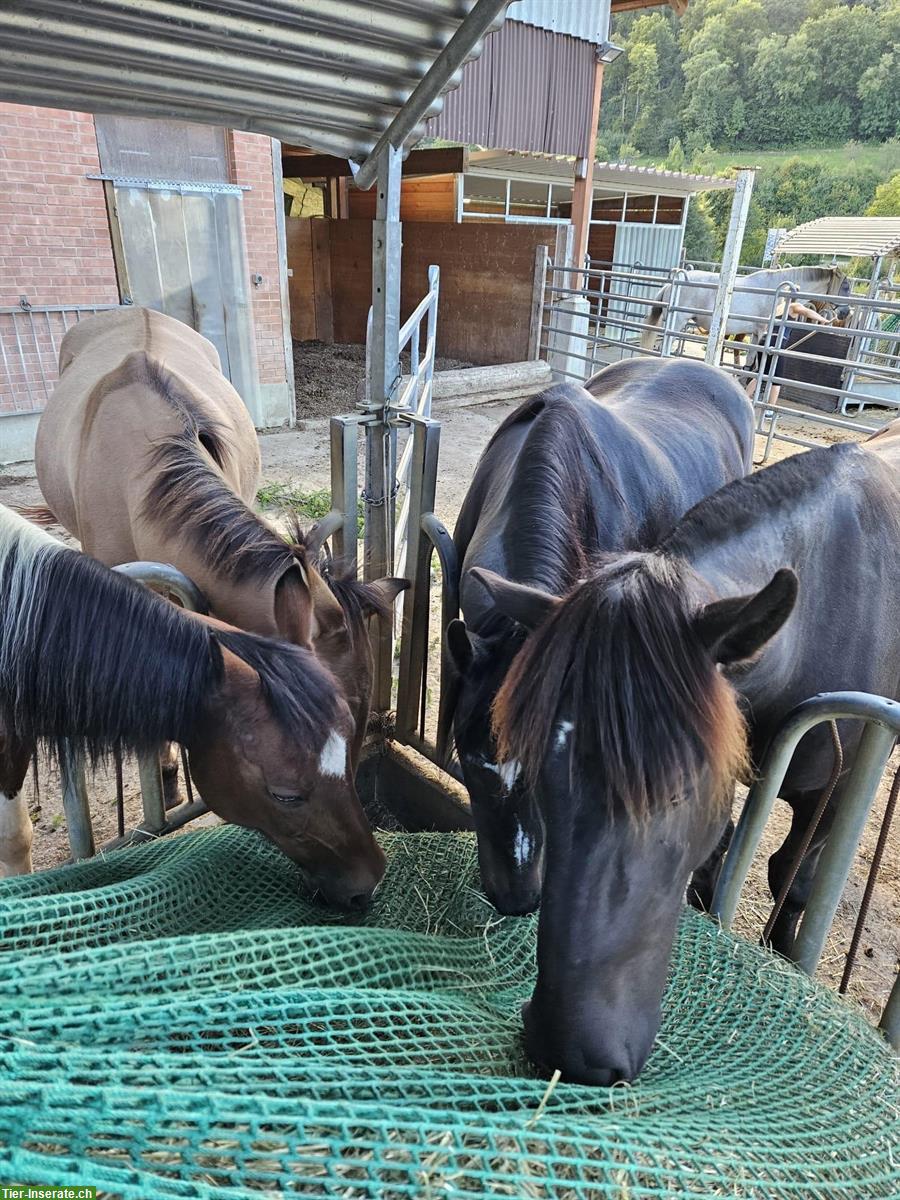 Bild 7: Noriker Wallach, Herzenspferd sucht liebevolles Zuhause