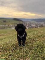 Junger Toypudel Welpe Mali sucht liebes Zuhause