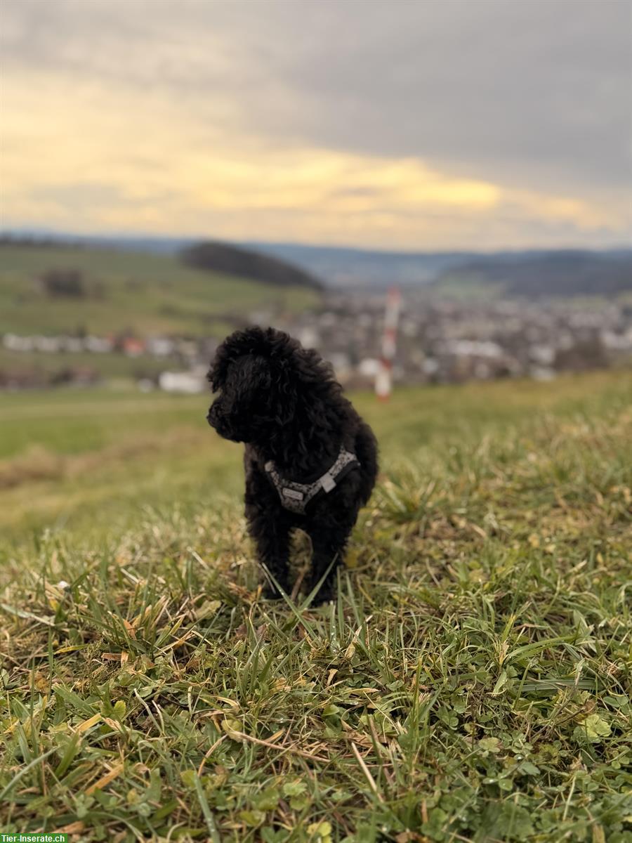 Bild 2: Junger Toypudel Welpe Mali sucht liebes Zuhause