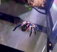 Brasilianische Juwel Vogelspinne (Typhochlaena seladonia)