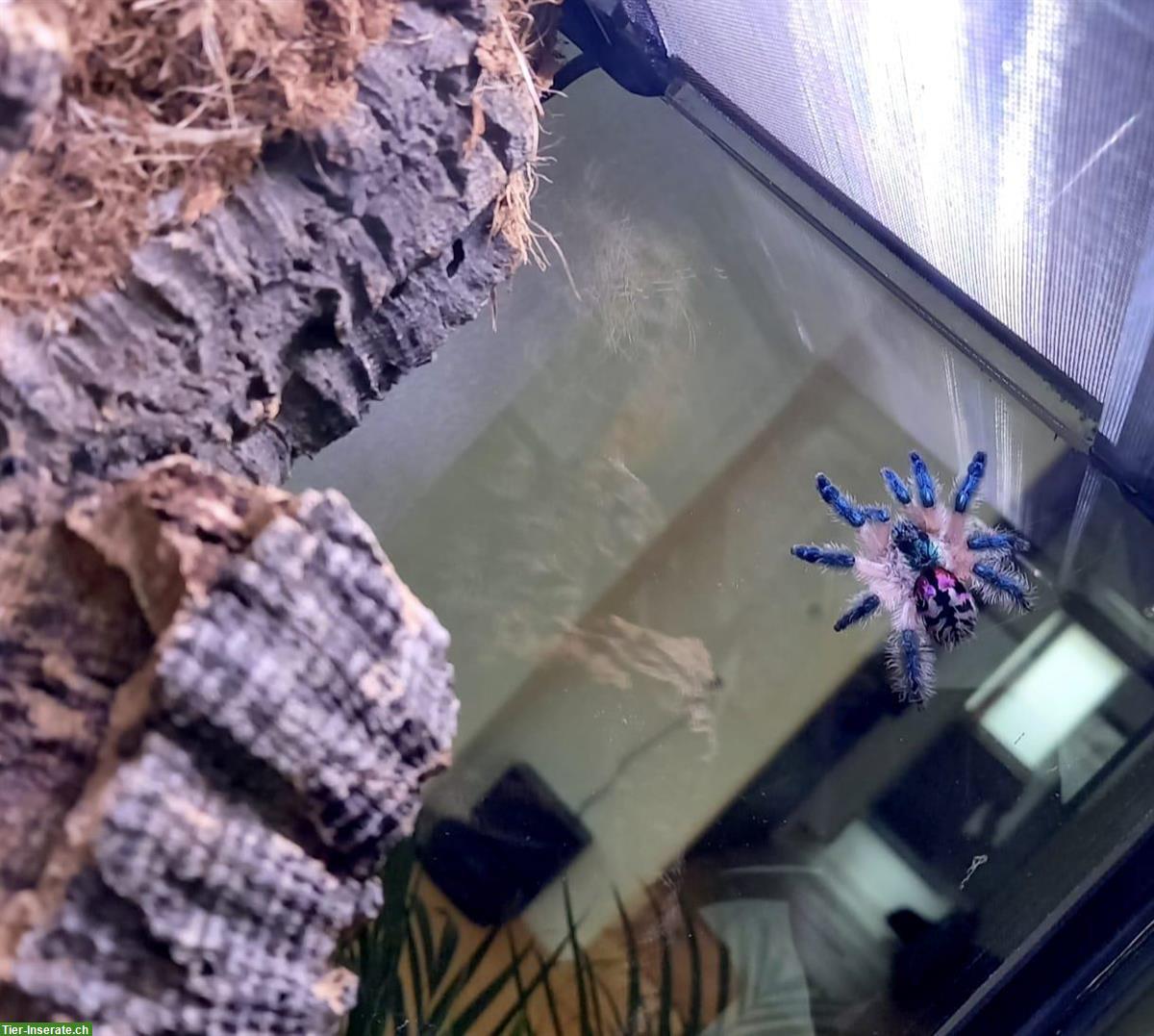 Bild 2: Brasilianische Juwel Vogelspinne (Typhochlaena seladonia)