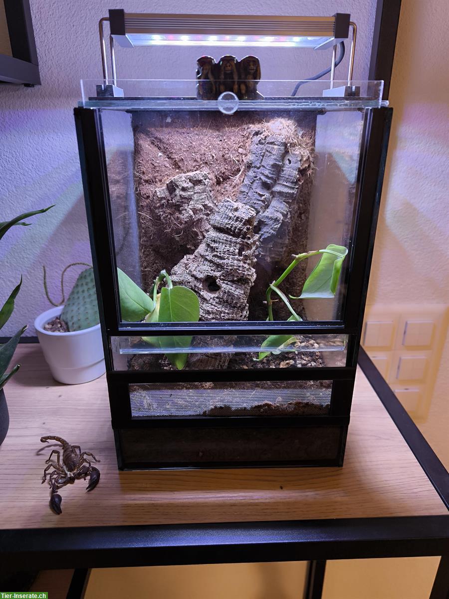 Bild 3: Brasilianische Juwel Vogelspinne (Typhochlaena seladonia)