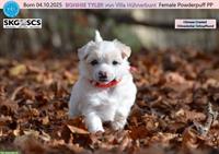 Chinese Crested Welpe BONNIE TYLER von Villa Hühnerbunt