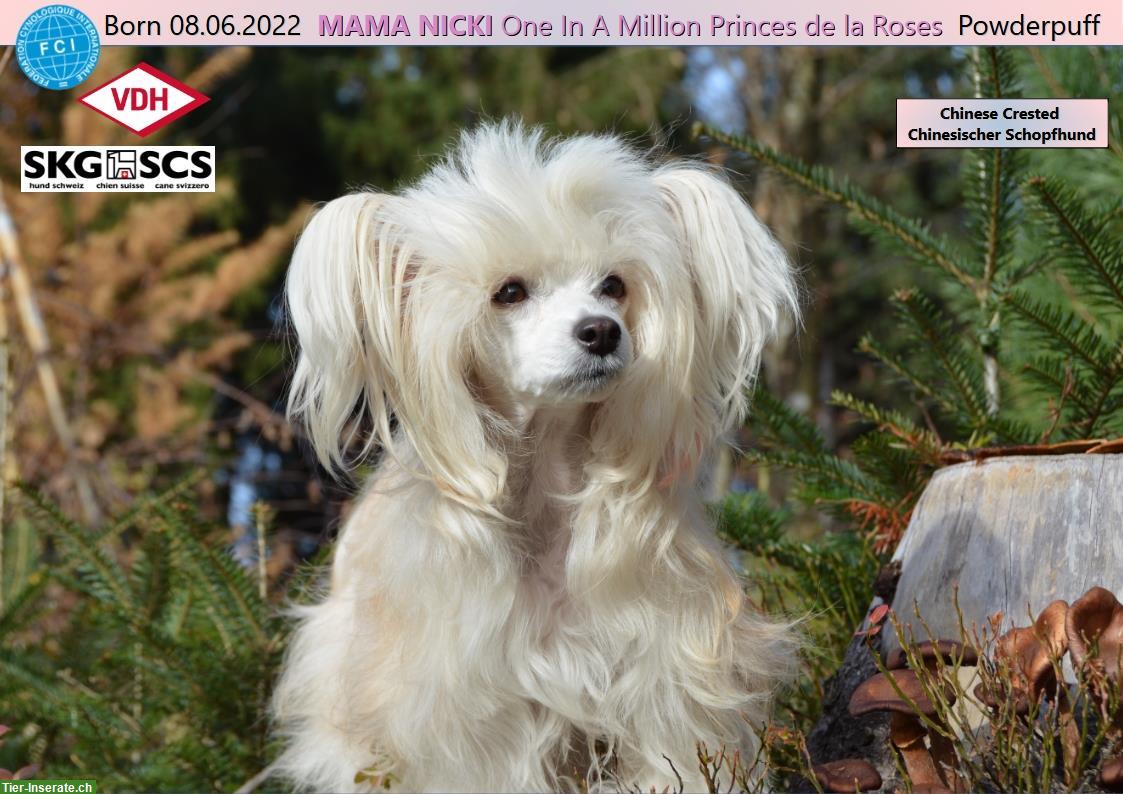 Bild 10: Chinese Crested Welpe BONNIE TYLER von Villa Hühnerbunt