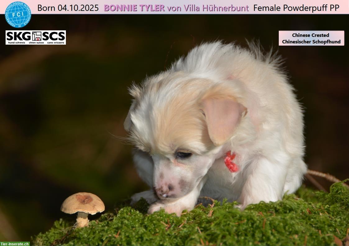 Bild 2: Chinese Crested Welpe BONNIE TYLER von Villa Hühnerbunt
