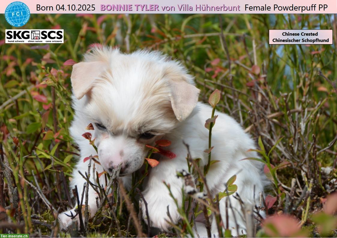Bild 3: Chinese Crested Welpe BONNIE TYLER von Villa Hühnerbunt
