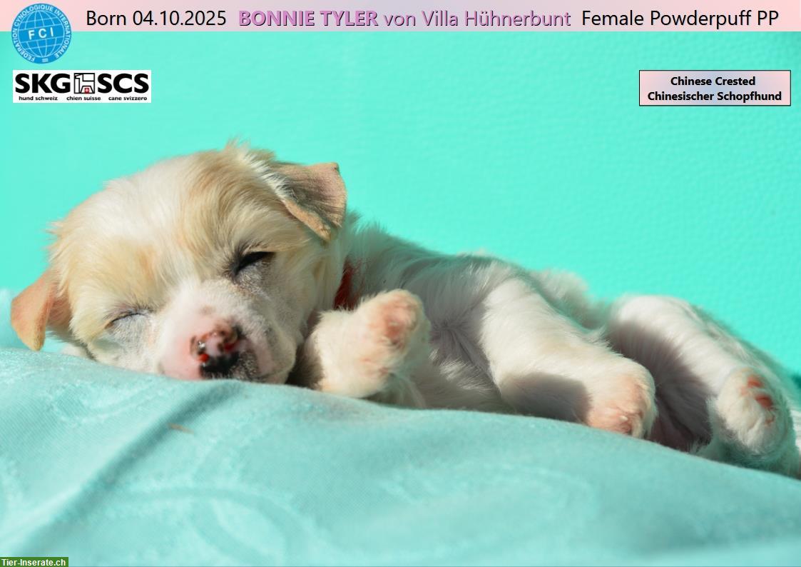 Bild 4: Chinese Crested Welpe BONNIE TYLER von Villa Hühnerbunt