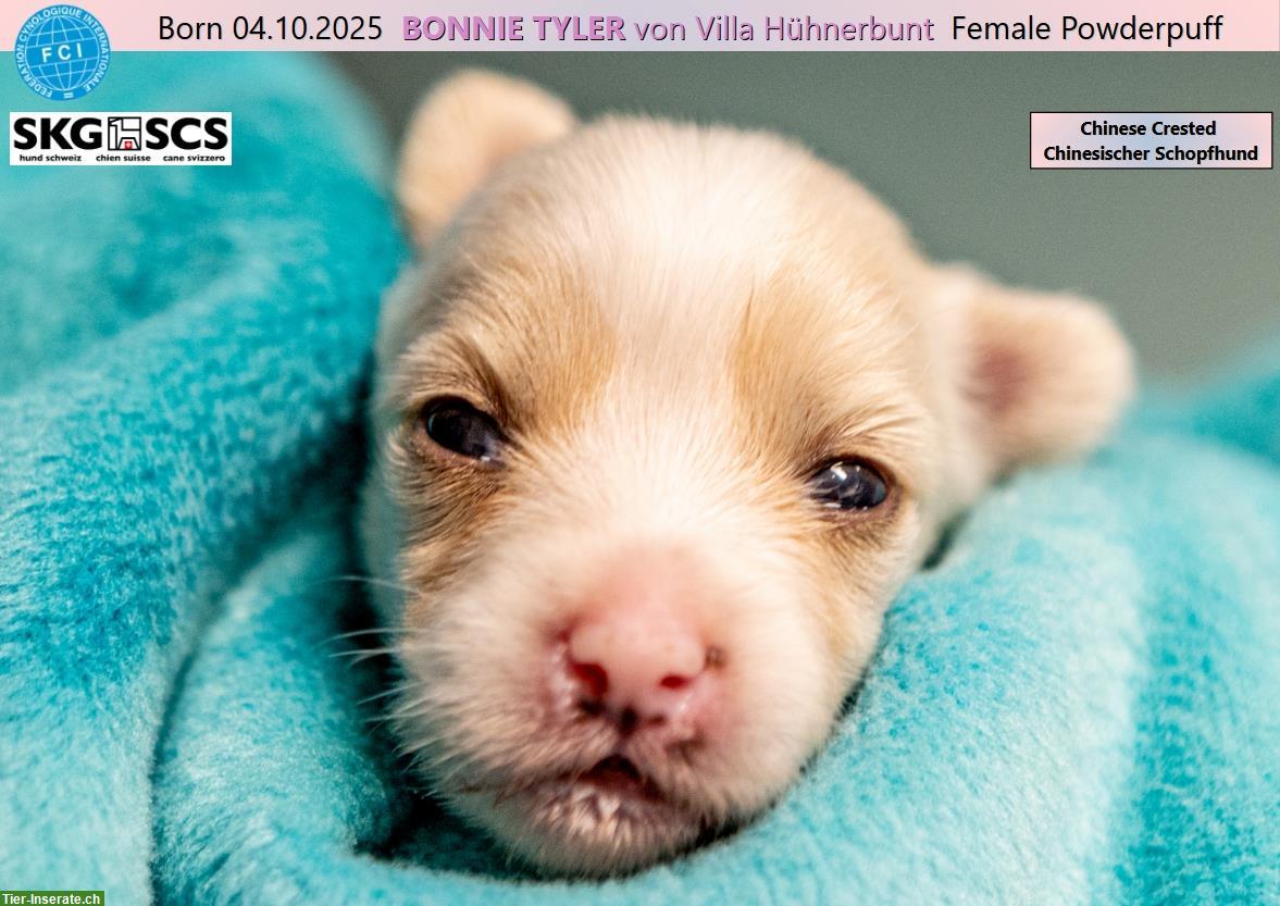 Bild 5: Chinese Crested Welpe BONNIE TYLER von Villa Hühnerbunt