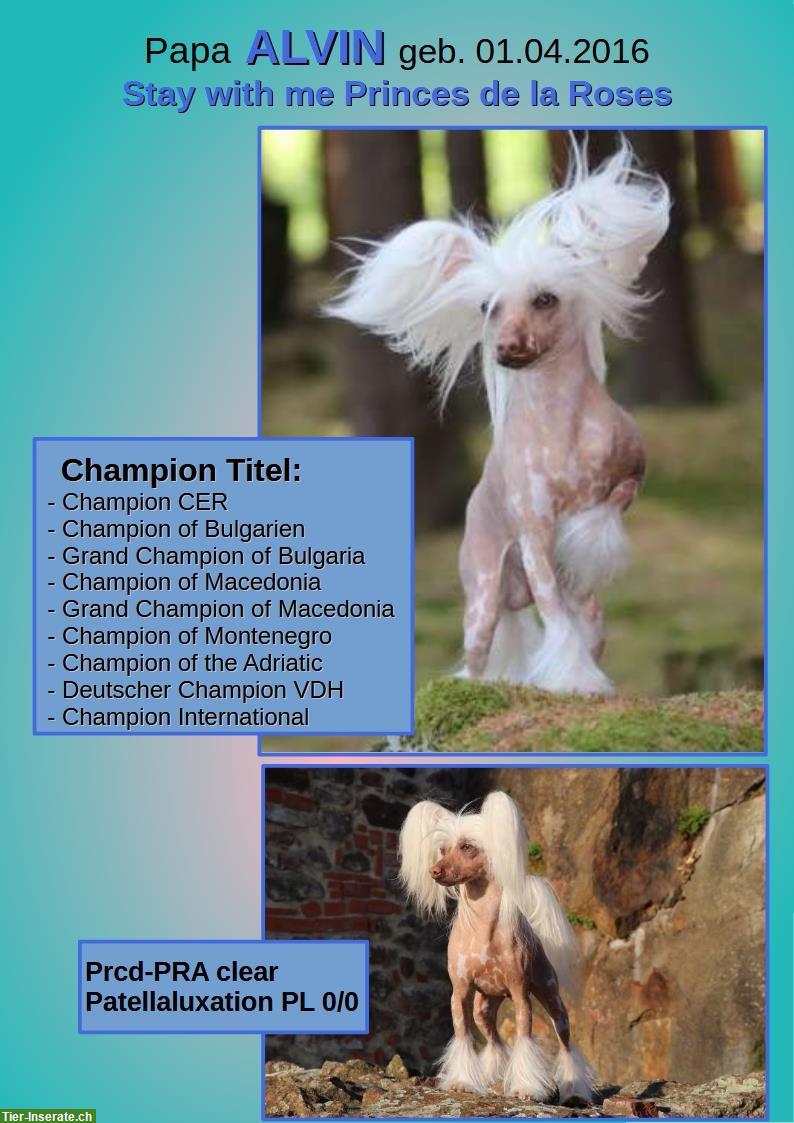 Bild 6: Chinese Crested Welpe BONNIE TYLER von Villa Hühnerbunt