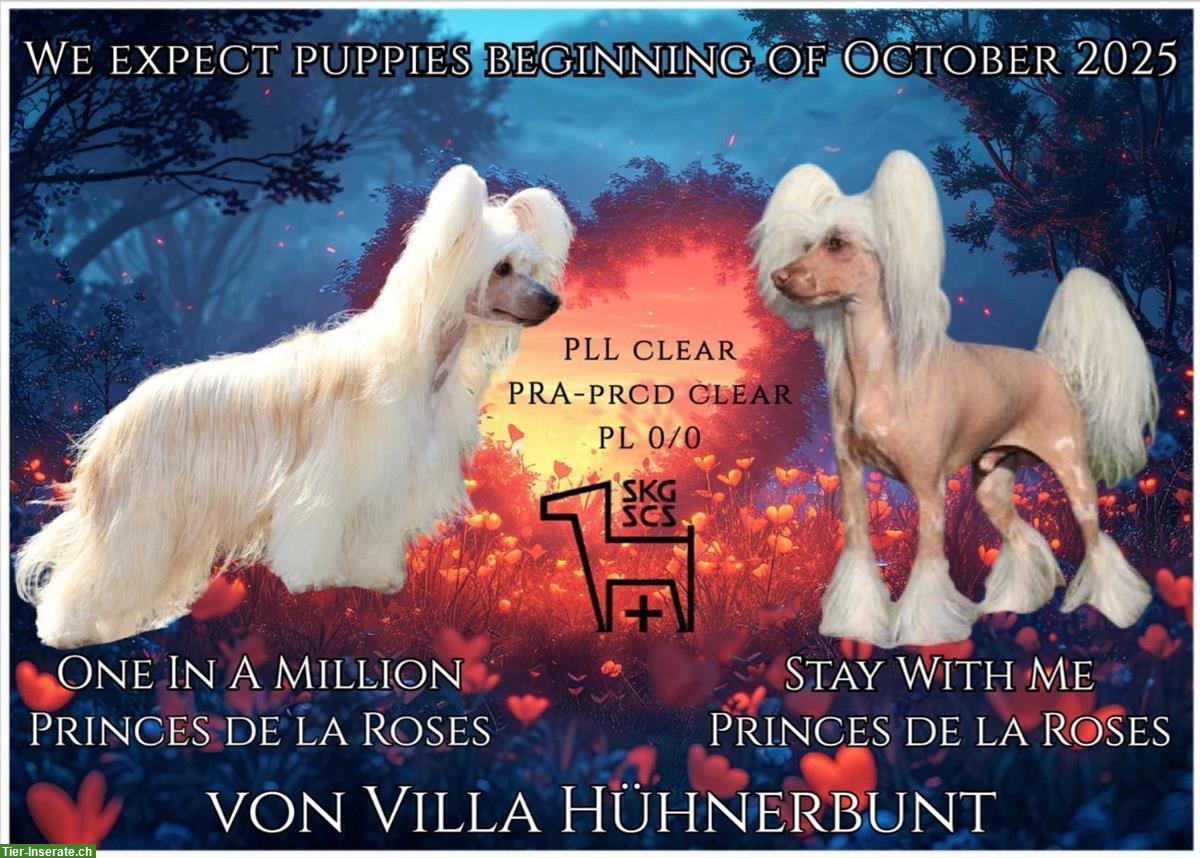 Bild 7: Chinese Crested Welpe BONNIE TYLER von Villa Hühnerbunt