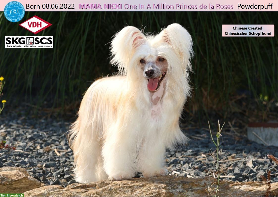 Bild 9: Chinese Crested Welpe BONNIE TYLER von Villa Hühnerbunt