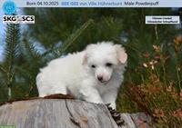 Chinese Crested Welpe BEE GEE sucht liebes Zuhause!