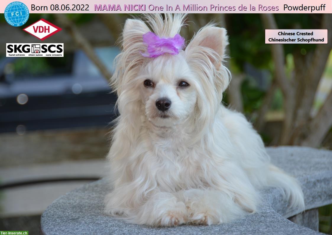 Bild 10: Chinese Crested Welpe BEE GEE sucht liebes Zuhause!