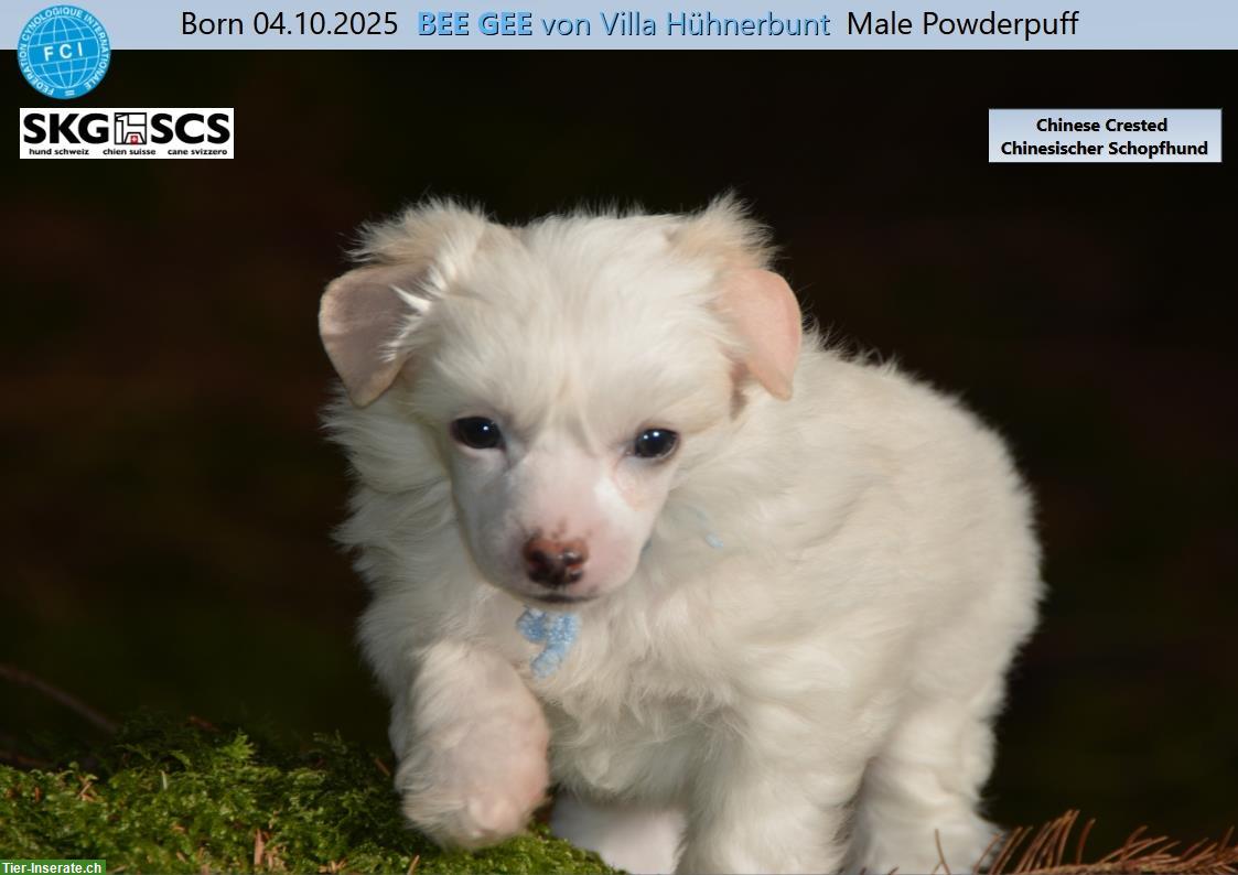 Bild 2: Chinese Crested Welpe BEE GEE sucht liebes Zuhause!